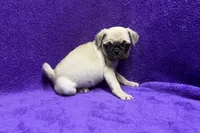Jazzy, a female Pug for sale in Buffalo, MO – 4 of 7