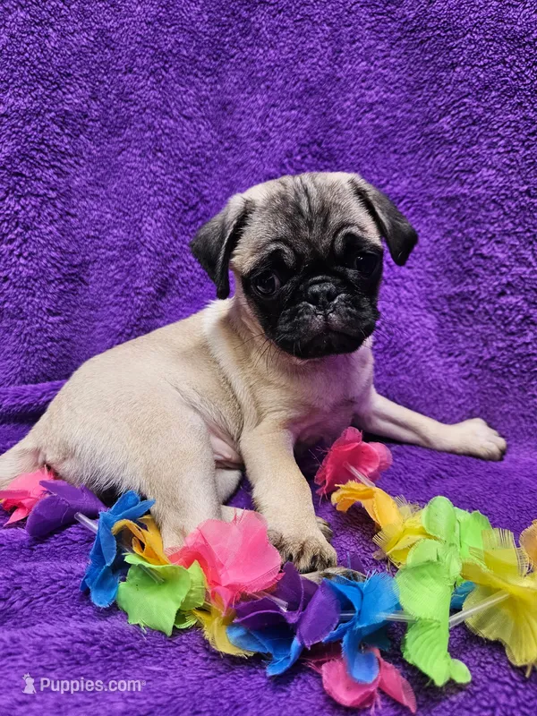 Bailey – Pug puppy for sale in Buffalo, MO