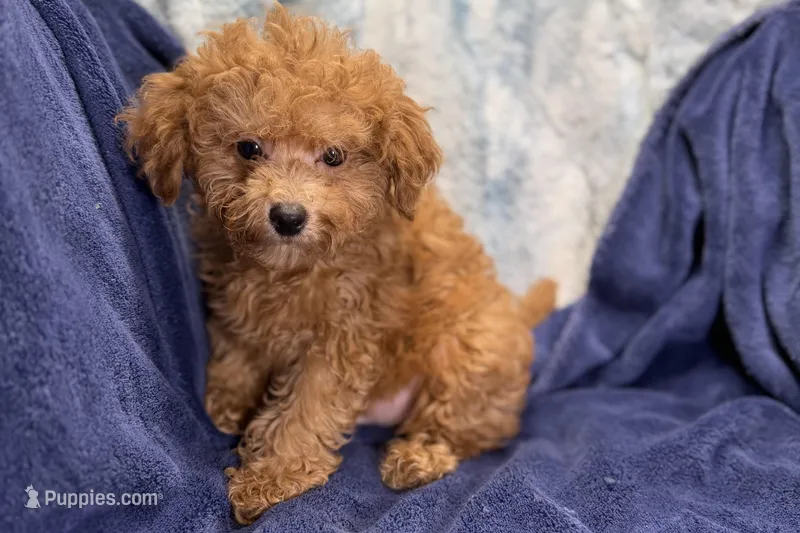 Mochi – Poodle - Toy  puppy for sale in Buffalo, MO