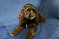 Hazel, a female Cocker Spaniel for sale in Buffalo, MO – 6 of 8