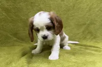 Tate, a male Cavalier King Charles Spaniel for sale in Buffalo, MO – 2 of 8