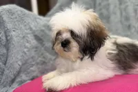 Lolly, a female Lhasa Apso for sale in Buffalo, MO – 5 of 8