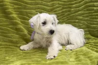 Poppy, a female West Highland White Terrier for sale in Buffalo, MO – 3 of 7