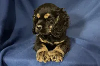 Hugo, a male Cocker Spaniel for sale in Buffalo, MO – 2 of 7