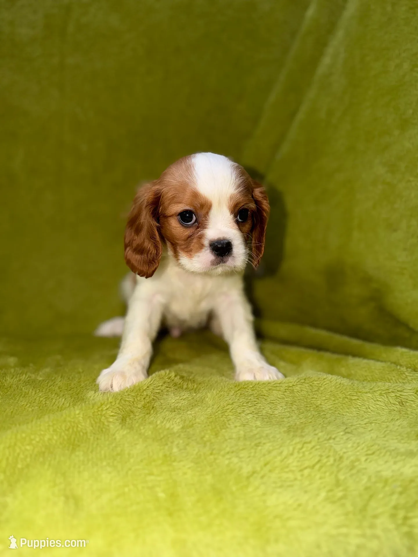 Austin, a male Cavalier King Charles Spaniel for sale in Buffalo, MO – Photo 2 of 6