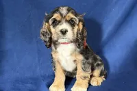 Heidi, a female Cocker Spaniel for sale in Buffalo, MO – 3 of 7