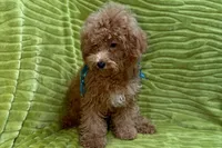 Maggie, a female Poodle - Toy  for sale in Buffalo, MO – 8 of 9