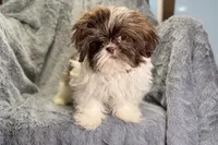 Duce, a male Shih Tzu for sale in Buffalo, MO – 8 of 8