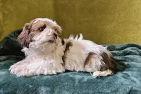 Lucas, a male Lhasa Apso for sale in Buffalo, MO – 5 of 6