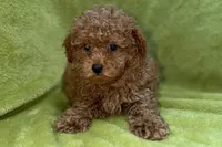 Bandit, a male Poodle - Toy  for sale in Buffalo, MO – 2 of 6
