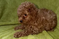 Bandit, a male Poodle - Toy  for sale in Buffalo, MO – 6 of 6