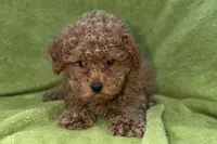 Bandit, a male Poodle - Toy  for sale in Buffalo, MO – 3 of 6