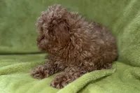Bandit, a male Poodle - Toy  for sale in Buffalo, MO – 4 of 6