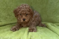 Bandit, a male Poodle - Toy  for sale in Buffalo, MO – 5 of 6