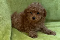 Bandit, a male Poodle - Toy  for sale in Buffalo, MO – 1 of 6