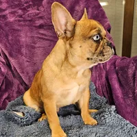 Vincent, a male French Bulldog for sale in Buffalo, MO – Photo 4 of 5