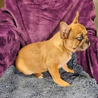 Vincent, a male French Bulldog for sale in Buffalo, MO – Photo 2 of 5