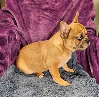 Vincent, a male French Bulldog for sale in Buffalo, MO – Photo 2 of 5