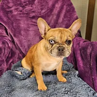 Vincent, a male French Bulldog for sale in Buffalo, MO – Photo 3 of 5