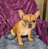 Vincent, a male French Bulldog for sale in Buffalo, MO – Photo 3 of 5