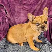 Vincent, a male French Bulldog for sale in Buffalo, MO – Photo 5 of 5