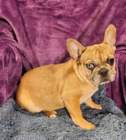 Vincent, a male French Bulldog for sale in Buffalo, MO – Photo 5 of 5