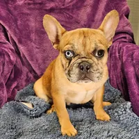 Vincent, a male French Bulldog for sale in Buffalo, MO – Photo 1 of 5