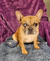 Vincent, a male French Bulldog for sale in Buffalo, MO – Photo 1 of 5