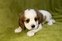 Tate, a male Cavalier King Charles Spaniel for sale in Buffalo, MO – 4 of 8