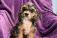 Heidi, a female Cocker Spaniel for sale in Buffalo, MO – 2 of 9