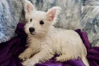 Winter, a female West Highland White Terrier for sale in Buffalo, MO – 5 of 9
