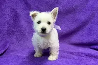 Lottie, a female West Highland White Terrier for sale in Buffalo, MO – 3 of 9