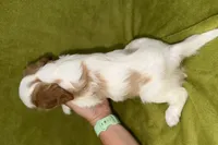 Titus, a male Cavalier King Charles Spaniel for sale in Buffalo, MO – 6 of 6