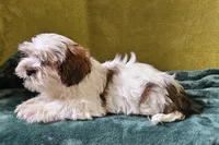 Lucas, a male Lhasa Apso for sale in Buffalo, MO – 6 of 6