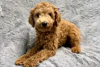 Maggie, a female Poodle - Toy  for sale in Buffalo, MO – 1 of 8