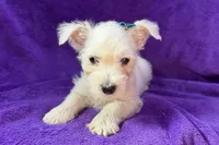 Whitley, a female West Highland White Terrier for sale in Buffalo, MO – 4 of 5