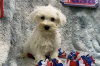 Opal - AKC, a female Miniature Schnauzer for sale in Buffalo, MO – 3 of 4
