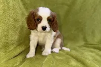 Landon, a male Cavalier King Charles Spaniel for sale in Buffalo, MO – 4 of 7