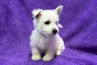 Lottie, a female West Highland White Terrier for sale in Buffalo, MO – 7 of 9