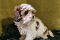 Lucas, a male Lhasa Apso for sale in Buffalo, MO – 3 of 6