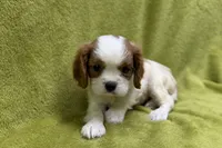 Luke, a male Cavalier King Charles Spaniel for sale in Buffalo, MO – 3 of 6