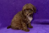 Onyx, a female Poodle - Toy  for sale in Buffalo, MO – 3 of 5