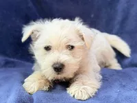 Ranger, a male West Highland White Terrier for sale in Buffalo, MO – 4 of 4