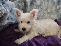 Winter, a female West Highland White Terrier for sale in Buffalo, MO – 4 of 9