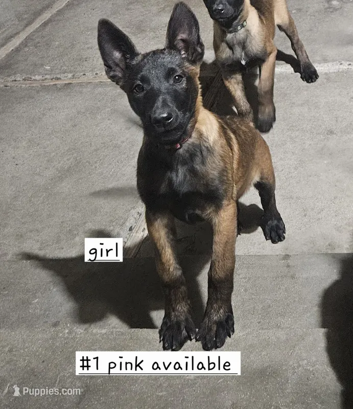 Pink – Belgian Malinois puppy for sale in Wrightwood, CA