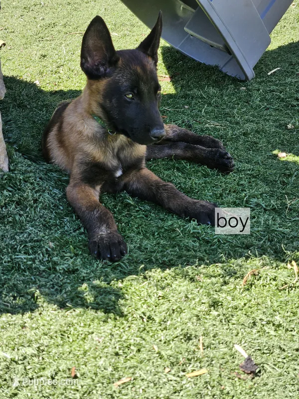 Green mali – Belgian Malinois puppy for sale in Wrightwood, CA