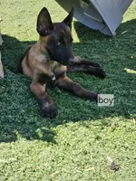 Green mali, a male Belgian Malinois for sale in Wrightwood, CA – 1 of 2