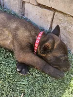 Mali red, a male Belgian Malinois for sale in Wrightwood, CA – 2 of 2
