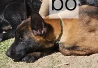 Green mali, a male Belgian Malinois for sale in Wrightwood, CA – 2 of 2