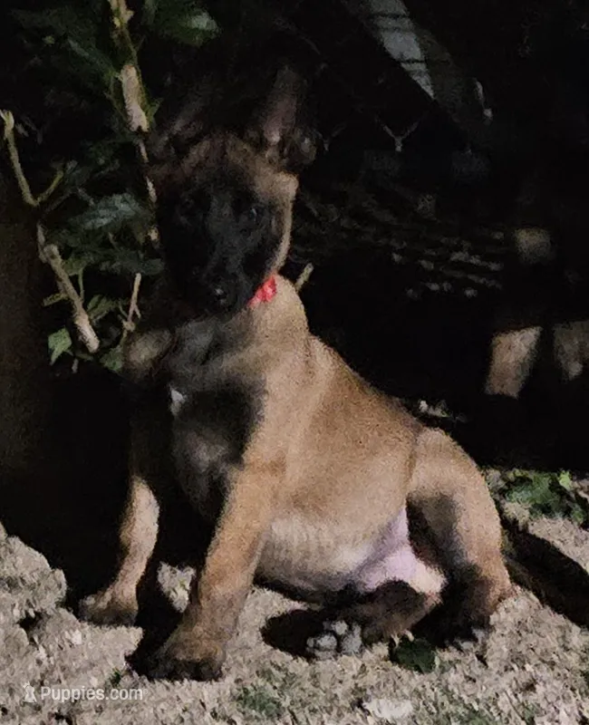 Red mali – Belgian Malinois puppy for sale in Wrightwood, CA